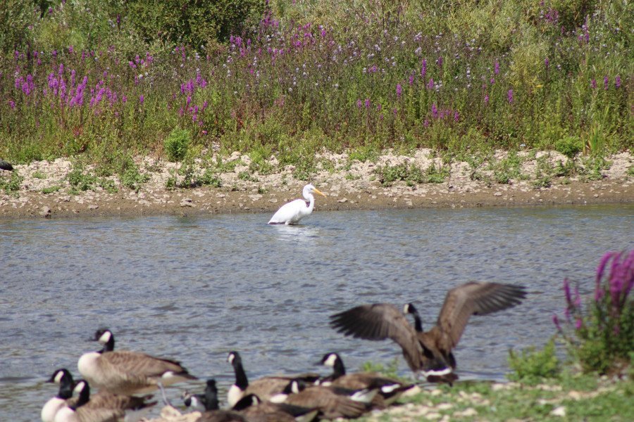 A family day out at Langford Lakes Nature Reserve
