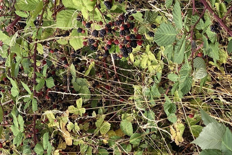 Picking blackberries could land you a £300 fine, but here's what the rules really say