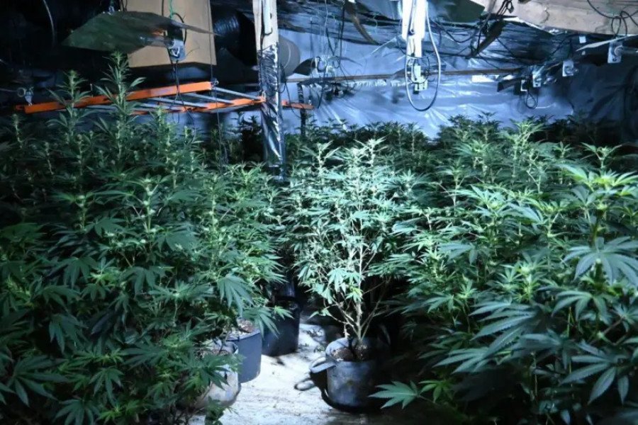 Huge £500,000 cannabis farm discovered in disused Wiltshire poultry unit