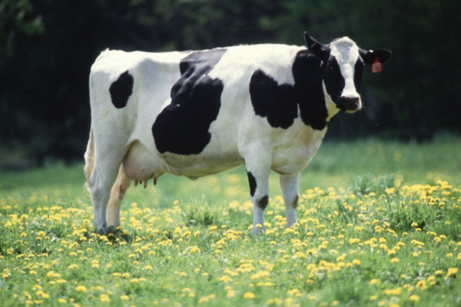 Milk recall issued after Grahams Family Dairy product found with veterinary medicines