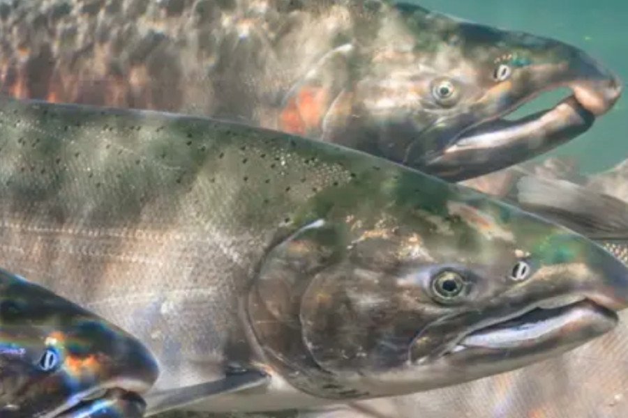 Inland salmon farm decision near Salisbury could be overturned following legal challenge