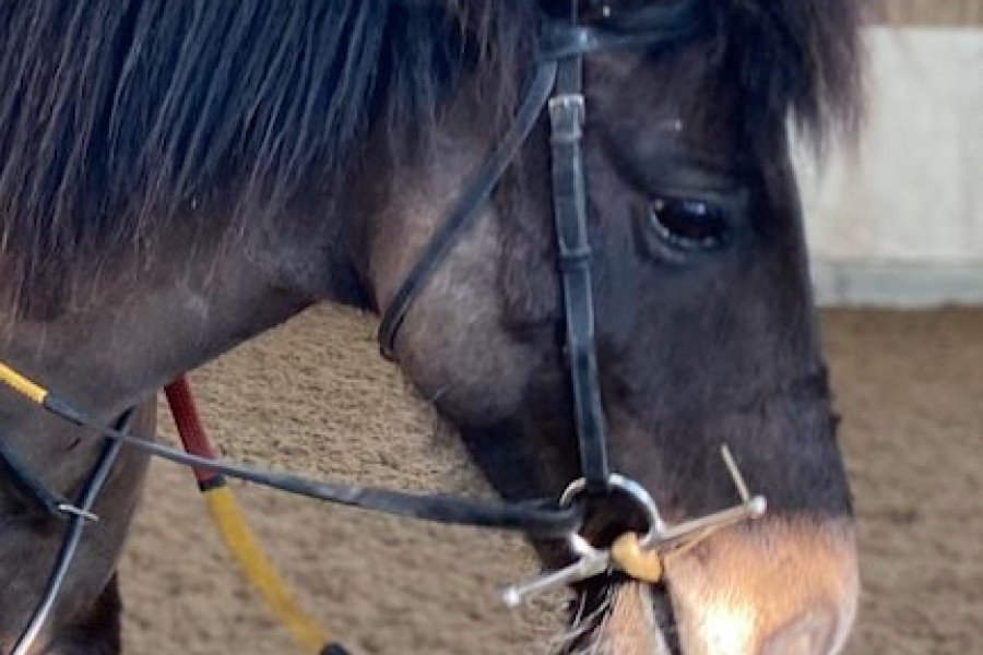 Appeal to identify van driver after horse rider thrown from horse