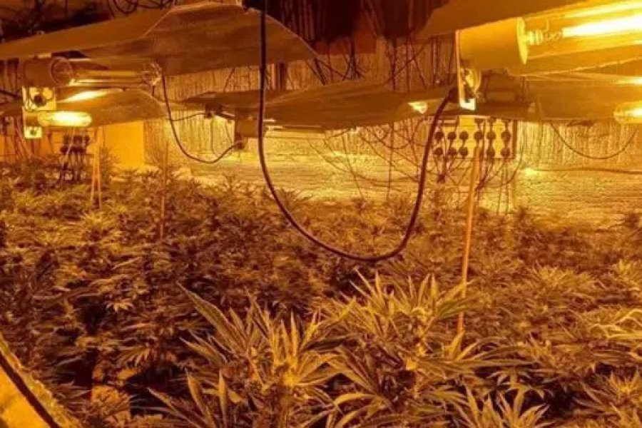 Police discover cannabis farm with around 150 plants inside Swindon home