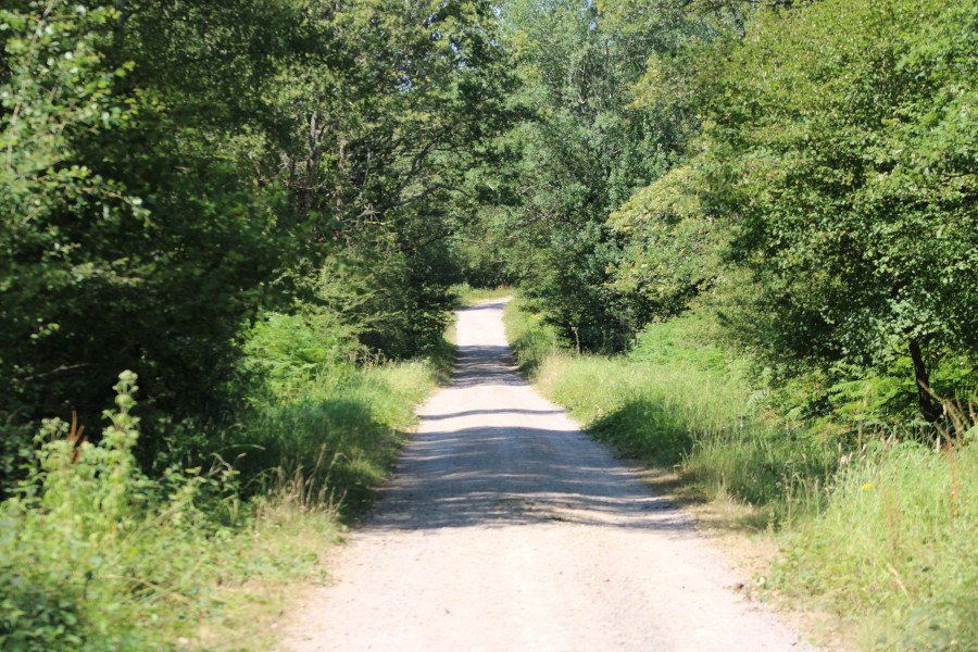 A Perfect Family Day Out at Bentley Wood