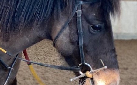 Appeal to identify van driver after horse rider thrown from horse