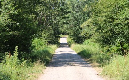 A Perfect Family Day Out at Bentley Wood