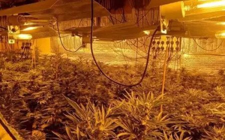 Police discover cannabis farm with around 150 plants inside Swindon home
