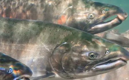 Inland salmon farm decision near Salisbury could be overturned following legal challenge