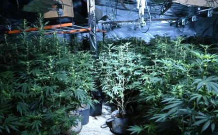 Huge £500,000 cannabis farm discovered in disused Wiltshire poultry unit