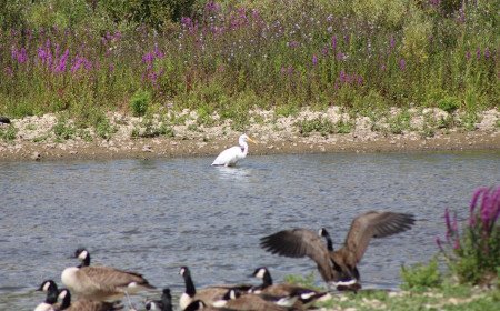 A family day out at Langford Lakes Nature Reserve