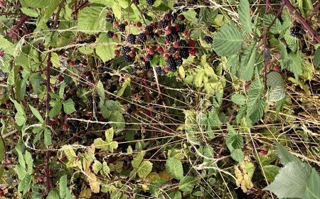 Picking blackberries could land you a £300 fine, but here's what the rules really say