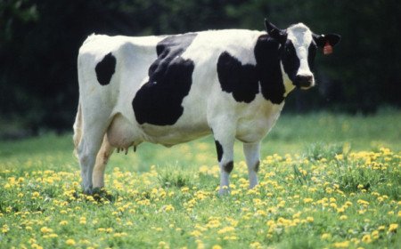 Milk recall issued after Grahams Family Dairy product found with veterinary medicines
